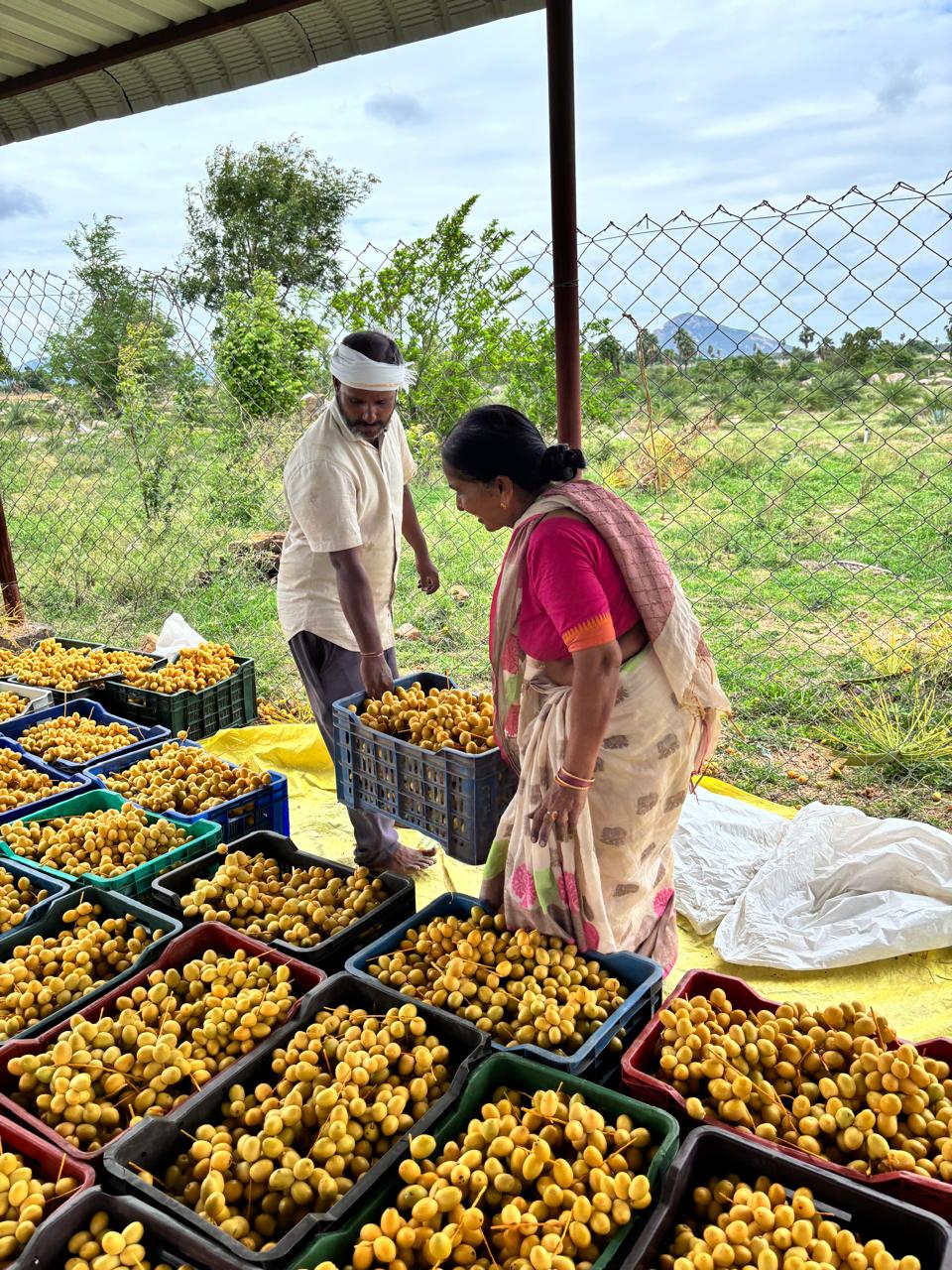 Fresh Barhi Yellow Dates - Farm Direct