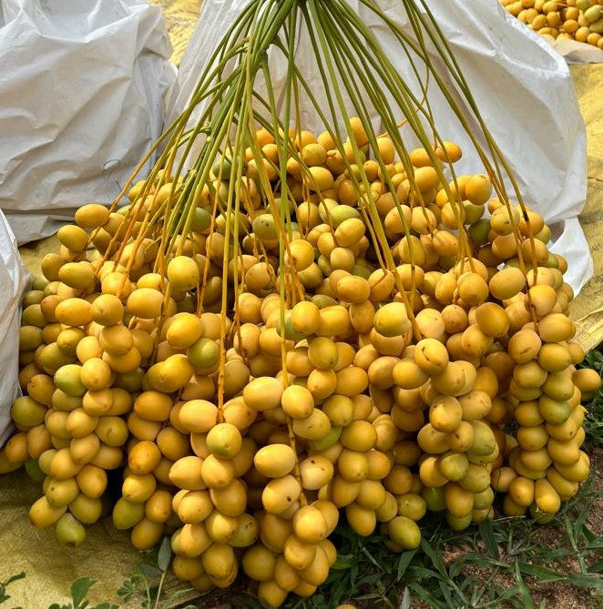 Fresh Barhi Yellow Dates - Farm Direct