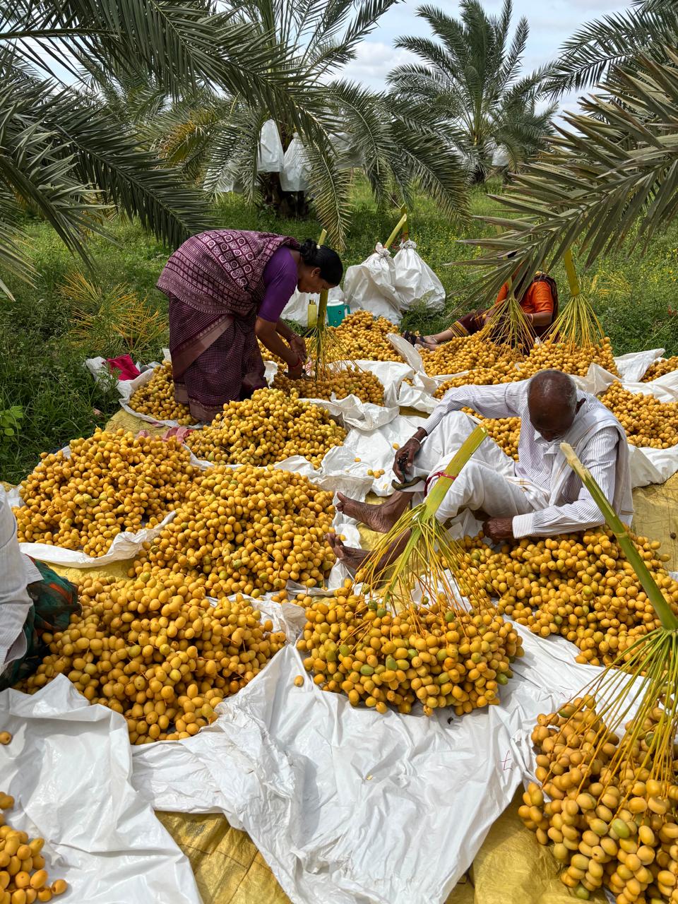 Fresh Barhi Yellow Dates - Farm Direct